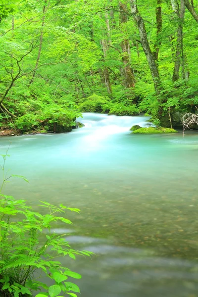 Sommer von oirase stream — Stockfoto