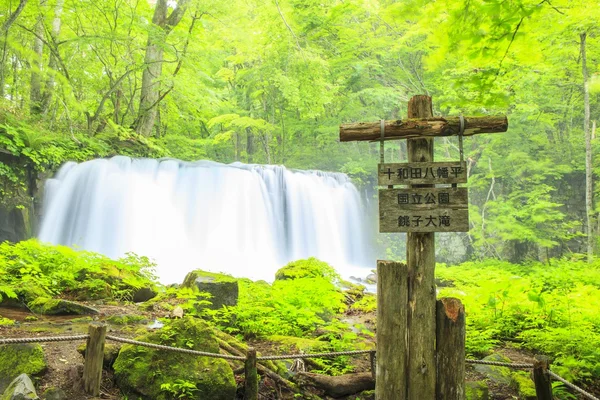 Fresh green and waterfall — Stock Photo, Image