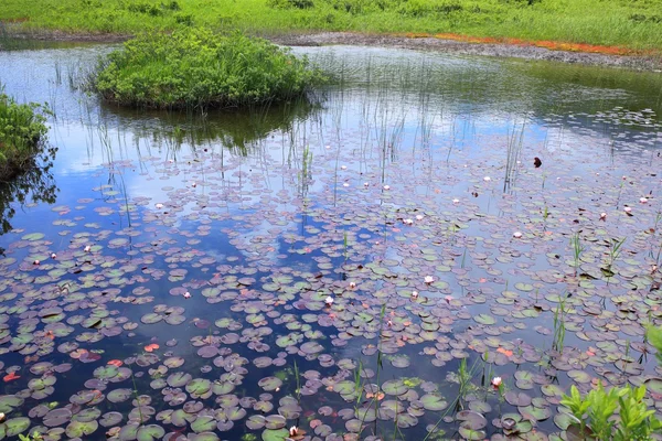 Water lily van moeras — Stockfoto