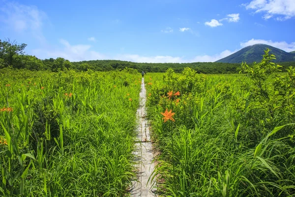 Giorno giglio di palude — Foto Stock