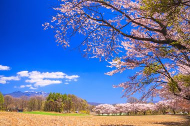 kiraz ağacı ve dağ