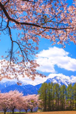 kiraz ağacı ve dağ