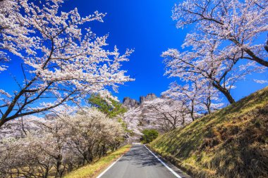 Road through the cherry tree clipart