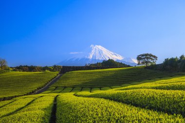 Çay plantasyon ve Mt. Fuji