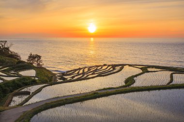 Rice terraces at sunset clipart