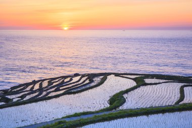 Rice terraces at sunset clipart