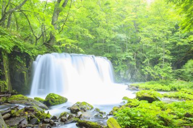 taze yeşil ve şelale