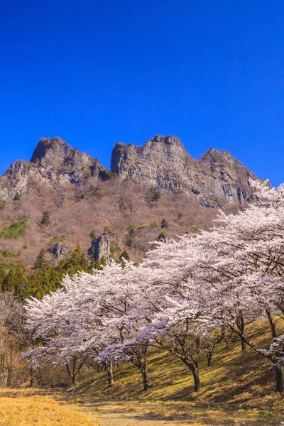桜の木と岩山山 — ストック写真