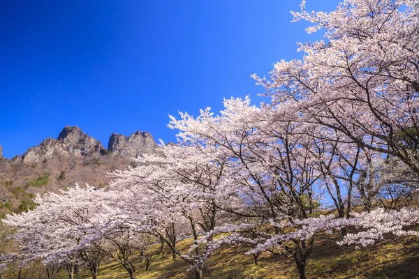 桜の木と岩山山 — ストック写真