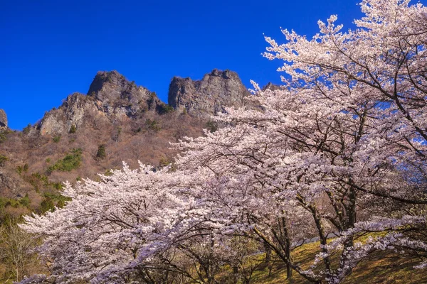 Kirschbaum und Felsenberg — Stockfoto