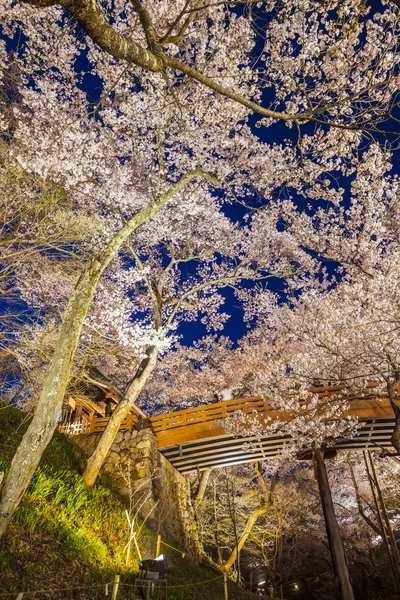 Lightup of Cherry blossoms — Stock Photo, Image