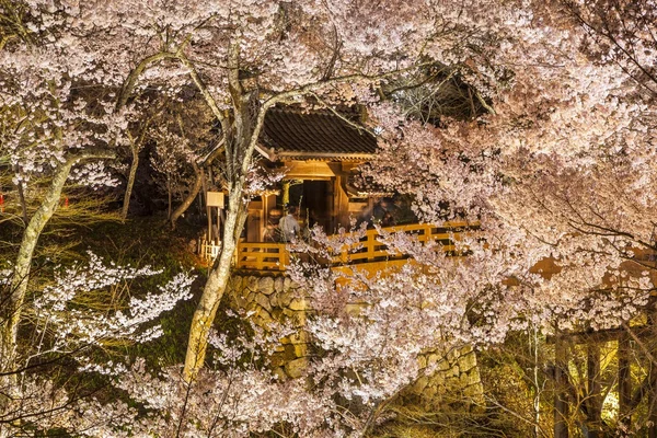 Erleuchtung der Kirschblüten — Stockfoto