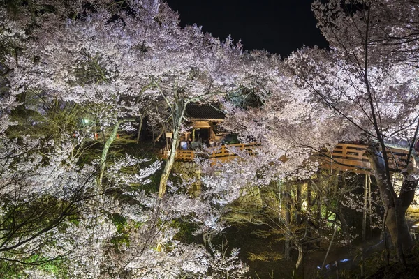 桜ライトアップ — ストック写真