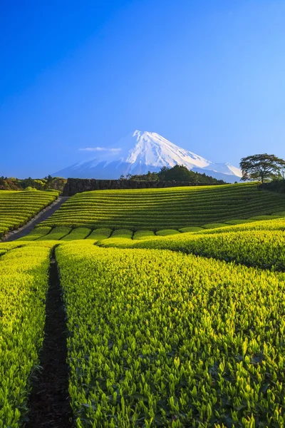 Plantation de thé et Mt. Fuji ! — Photo