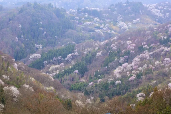 Prunus sargentii — Stok fotoğraf