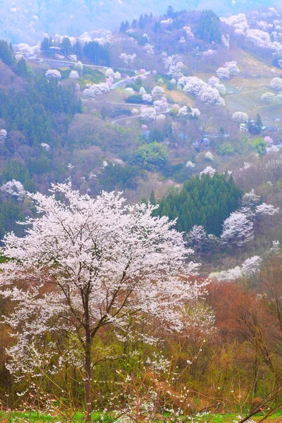 Prunus sargentii — Stockfoto