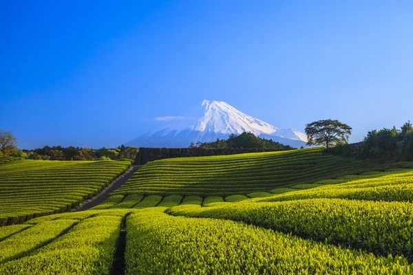 Thee plantage en Mount Fuji — Stockfoto