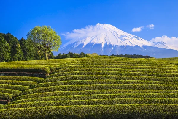 Plantação de chá e Mt. Fuji. — Fotografia de Stock