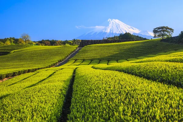 Çay plantasyon ve Mt. Fuji