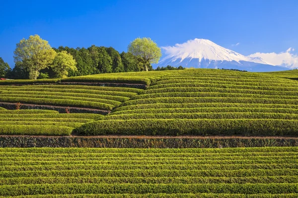 Plantação de chá e Mt. Fuji. — Fotografia de Stock