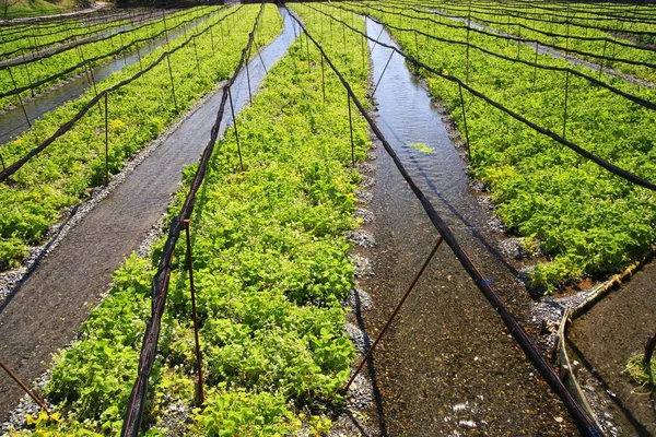 Wasabi farm — Stock Photo, Image