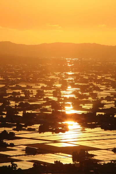 Tramonto alla risaia allagata — Foto Stock