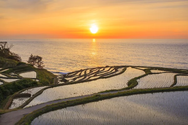 Terrasses de riz au coucher du soleil — Photo