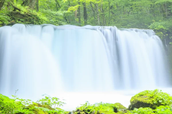 Fresh green and waterfall — Stock Photo, Image