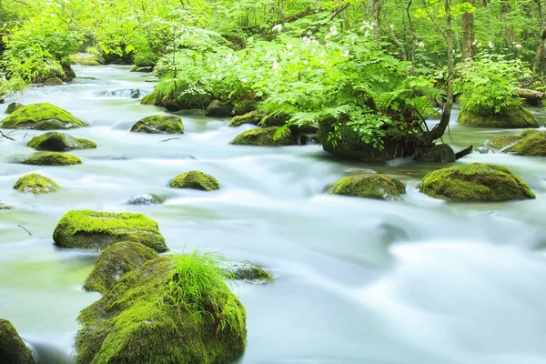 Sommer von oirase stream — Stockfoto