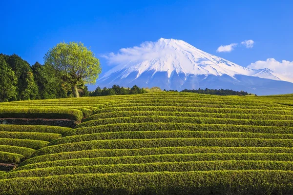 Plantación de té y Mt. Fuji. Imágenes de stock libres de derechos