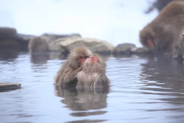 Macaco de neve na primavera quente — Fotografia de Stock