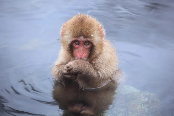 孩子在温泉里的猴子 — 图库照片