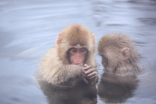 孩子在温泉里的猴子 — 图库照片