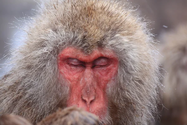 Macaco de neve na primavera quente — Fotografia de Stock