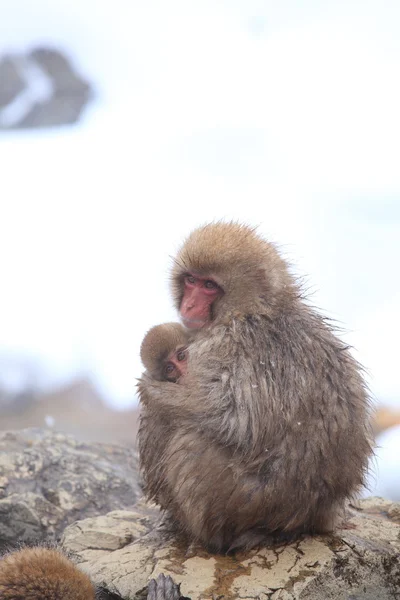 Monkey mother and baby — Stock Photo, Image
