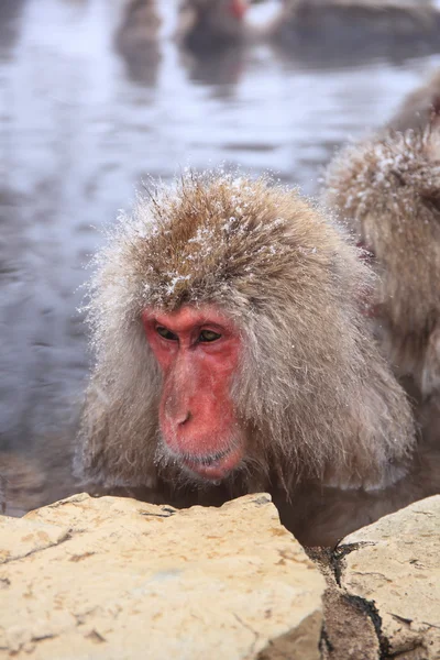 Mono de nieve en aguas termales —  Fotos de Stock