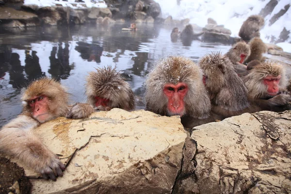 Macaco de neve na primavera quente — Fotografia de Stock