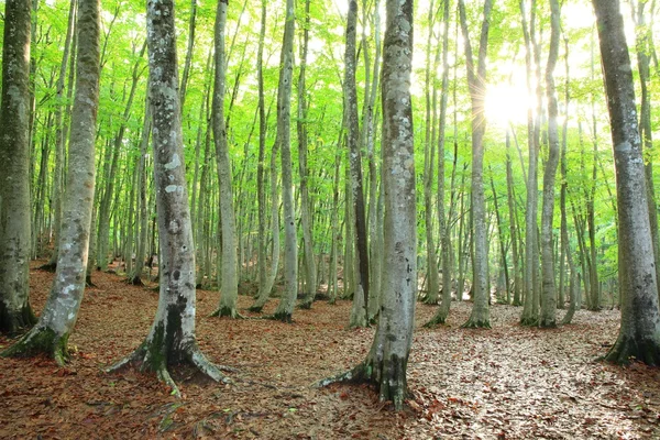 Beech forest — Stock Photo, Image