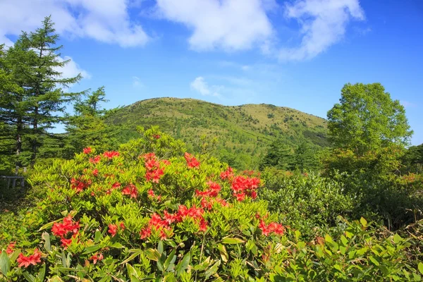 Japanse azalea — Stockfoto