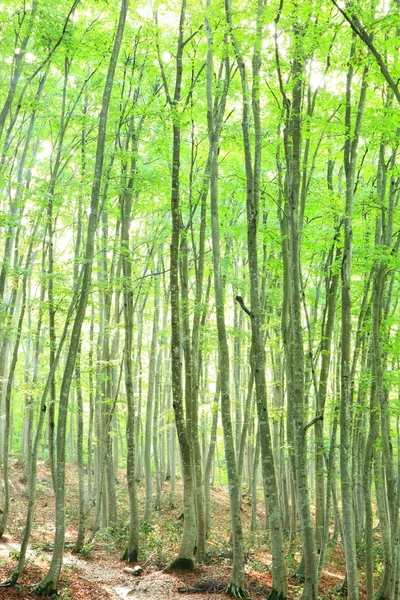 Beech forest — Stock Photo, Image