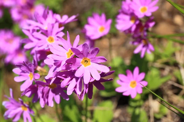 Primula cuneifolia var. Heterodonta — Stockfoto