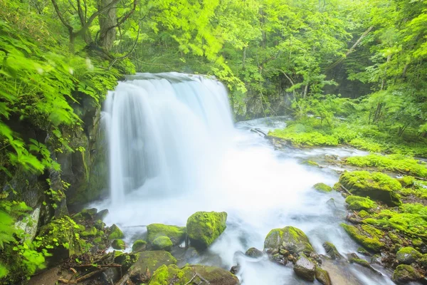 Fresh green and waterfall — Stock Photo, Image