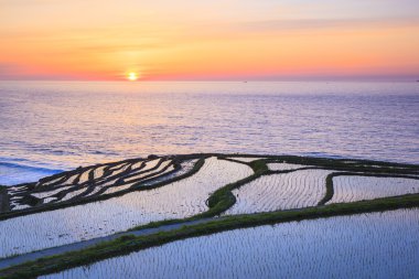 Rice terraces at sunset clipart