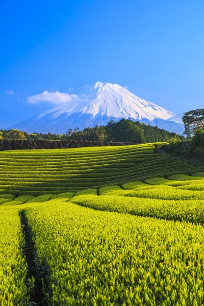 Thee plantage en Mount Fuji — Stockfoto