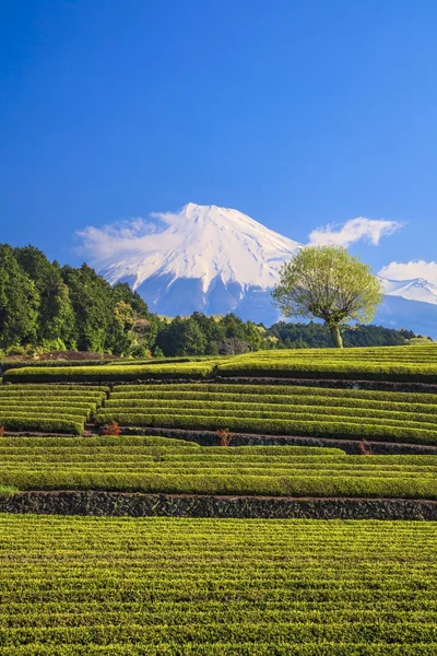 Teeplantage und mt. fuji — Stockfoto