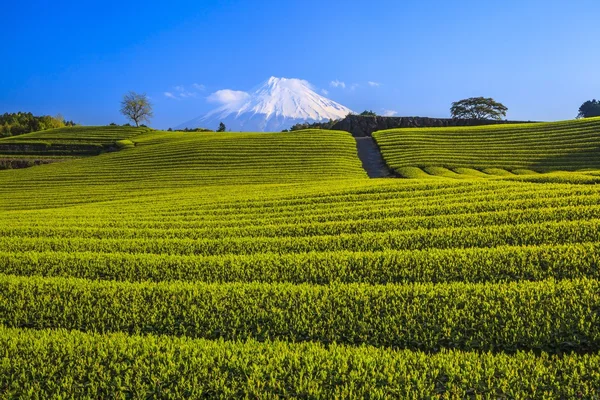 Piantagione di tè e Mt. Fuji — Foto Stock