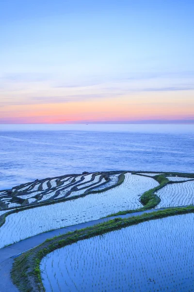 Terrazas de arroz al atardecer —  Fotos de Stock