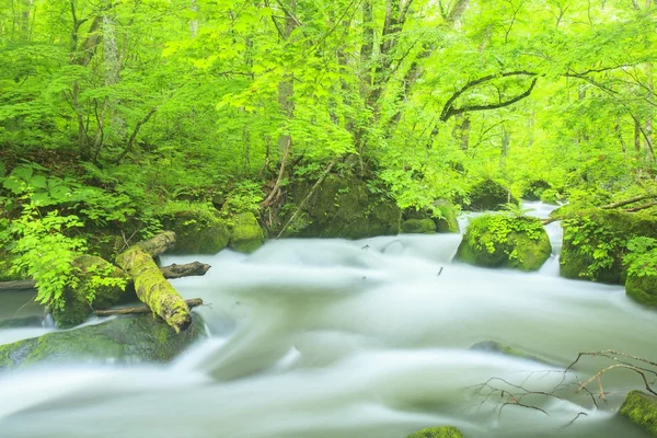 Sommer von oirase stream — Stockfoto