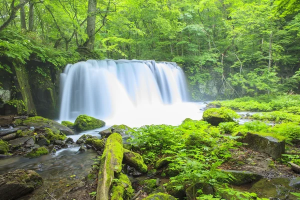 Fresh green and waterfall — Stock Photo, Image