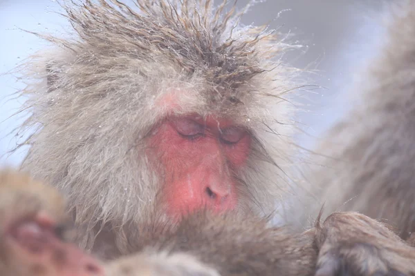 Macaco de neve na primavera quente — Fotografia de Stock